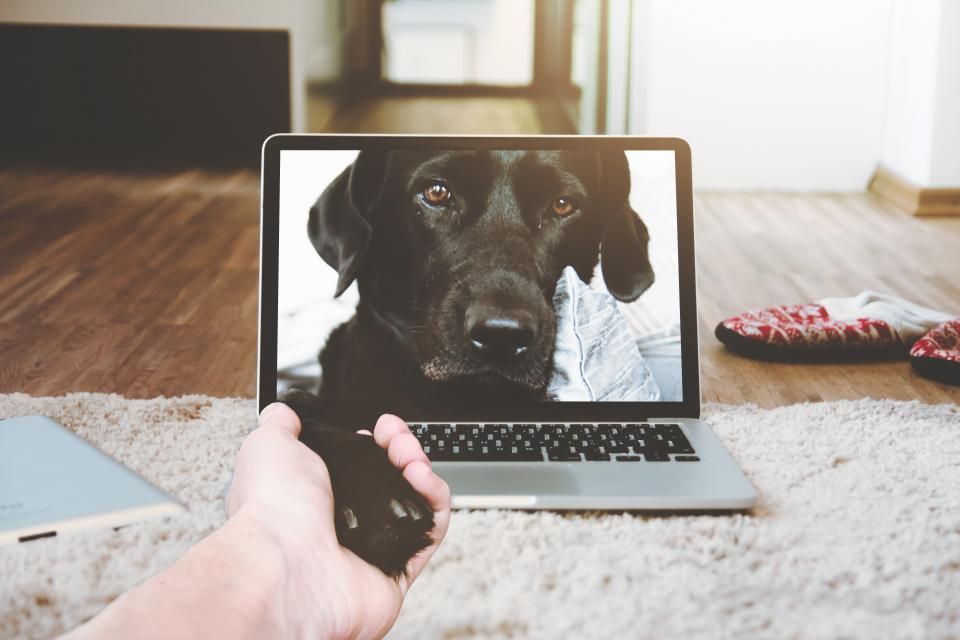 Terapia Online Funciona? O que a Ciência Diz e Para Quem É Indicada
